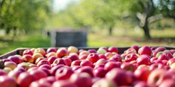 apples, fruits, farm
