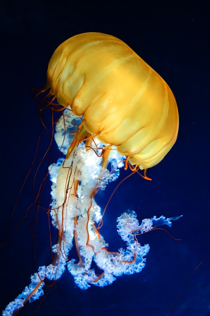 Jellyfish in Ocean