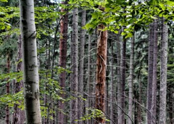 Las fot, Andrzej Gaj