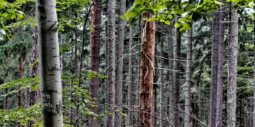 Las fot, Andrzej Gaj