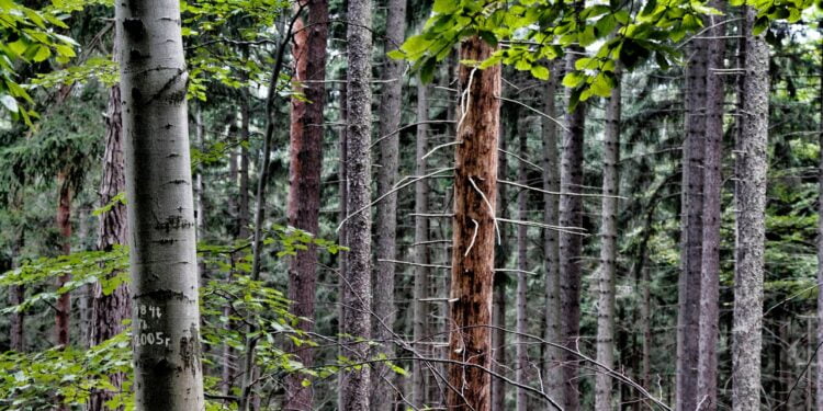 Las fot, Andrzej Gaj