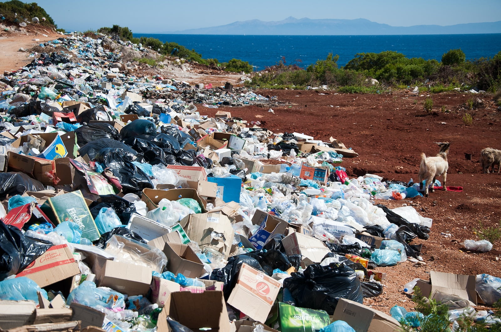 garbage near forest