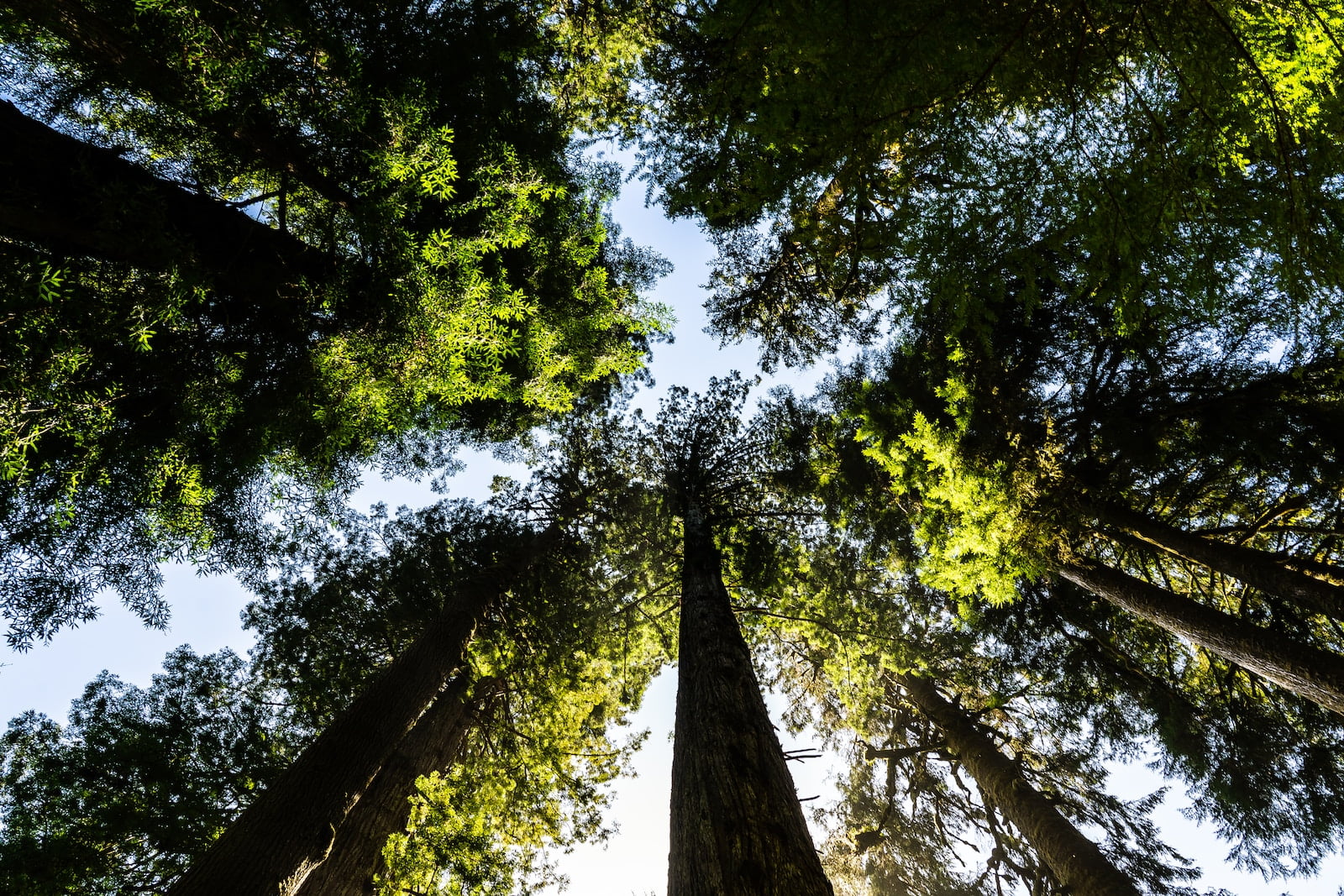 low angle photography of green trees during daytime