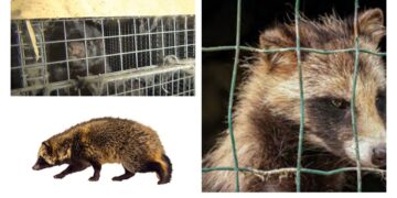 Sukces Stowarzyszenia Otwarte Klatki w 2023 roku.