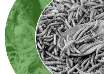 Czy Owady wyprą Schabowego?