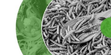 Czy Owady wyprą Schabowego?