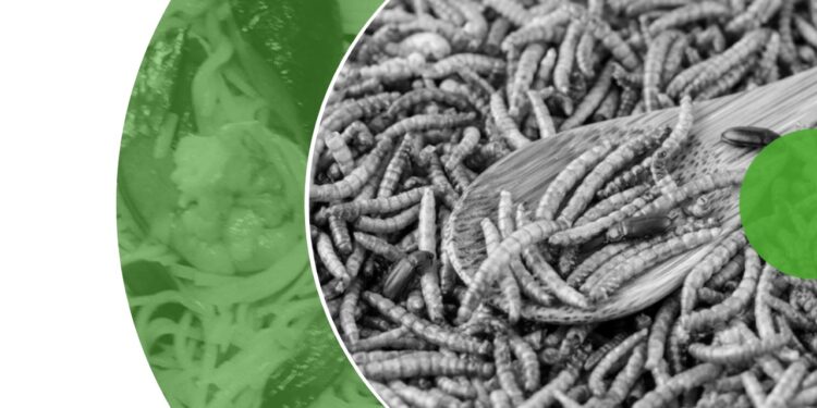 Czy Owady wyprą Schabowego?