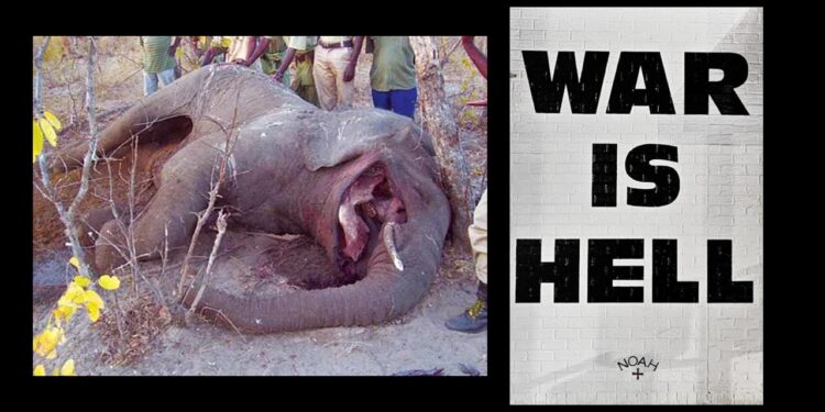 Wpływ Wojen na Środowisko i Przyrodę