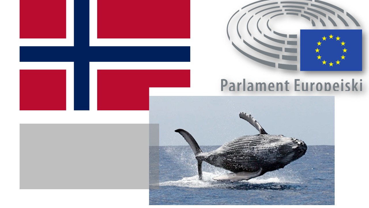Polowania na wieloryby w Norwegii. Rezolucja Parlamentu Europejskiego z dnia 12 września 2017 r. w sprawie polowań na wieloryby w Norwegii (2017/2712(RSP))