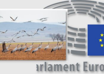 Odbudujmy Środowisko, póki możemy - Wspieramy Mieszkańców Europy i Polski w dążeniu do odbudowy naszego środowiska. Apelujemy o nieblokowanie Rozporządzenia o odbudowie bioróżnorodności w Europie