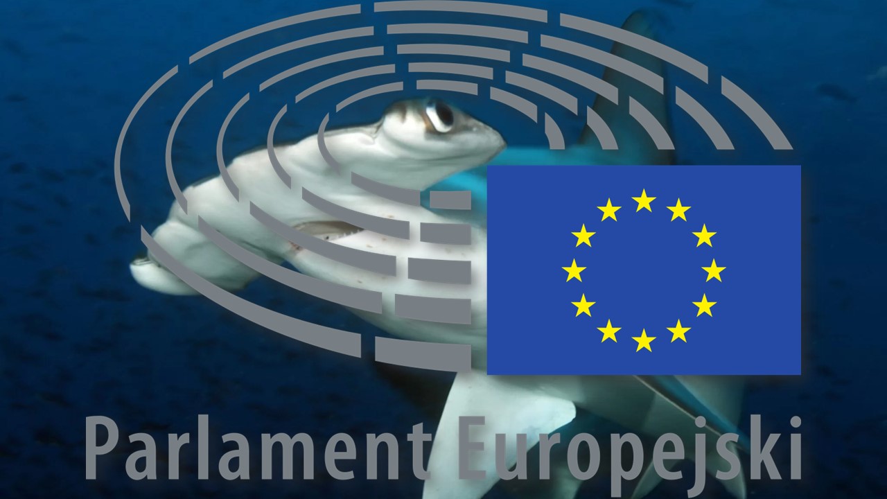 Obcinanie płetw rekinom. Rozporządzenie UE z 2013 Obcinanie płetw rekinom. Rozporządzenie UE z 2013