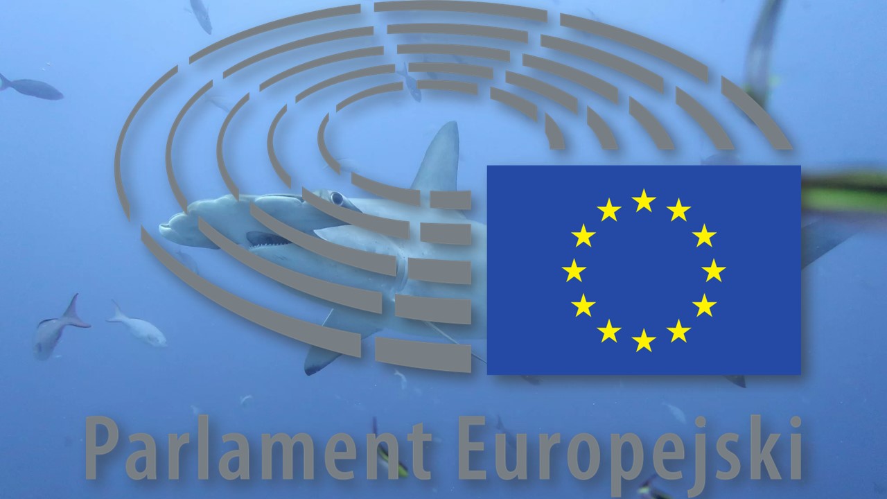 Obcinanie płetw rekinom. Rozporządzenie UE z 2013 Obcinanie płetw rekinom. Rozporządzenie UE z 2013