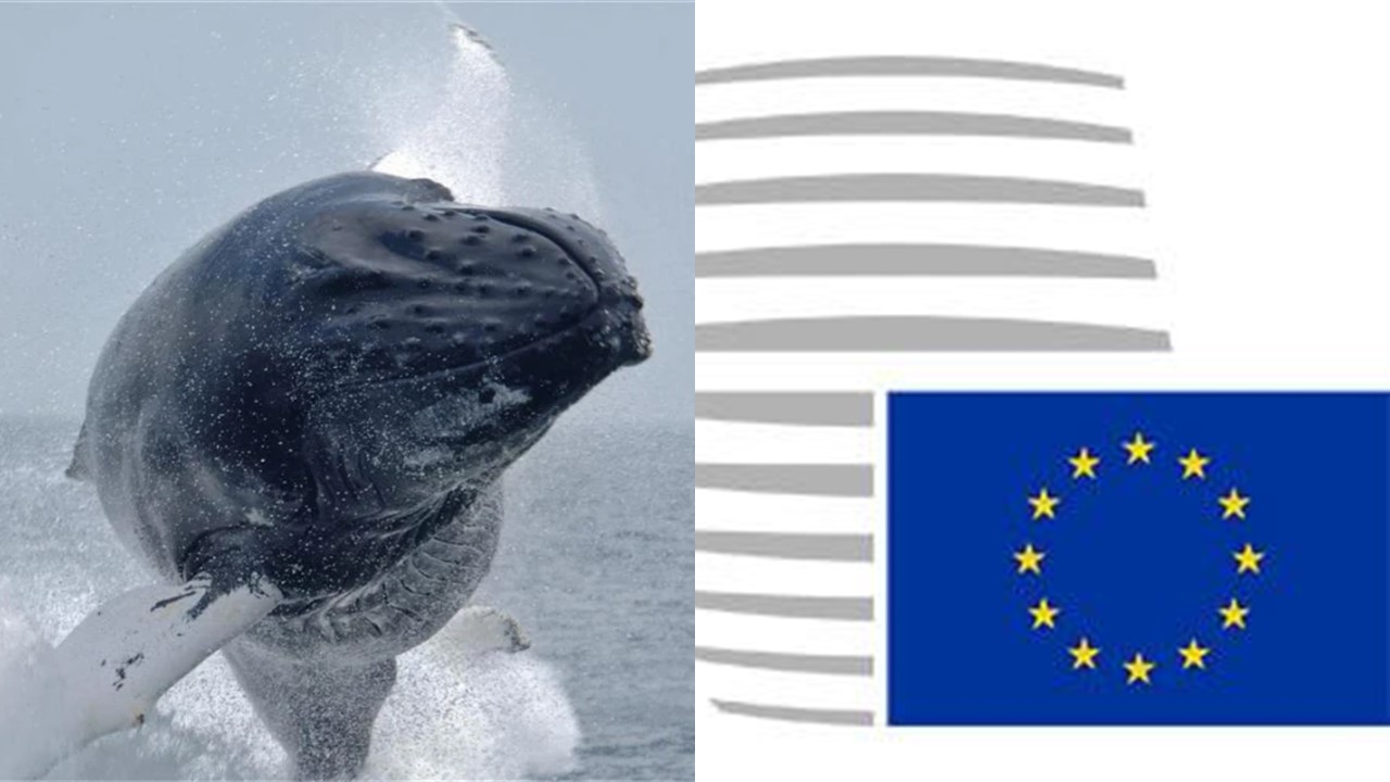 Wspólne zasady UE przy przywozie wielorybów