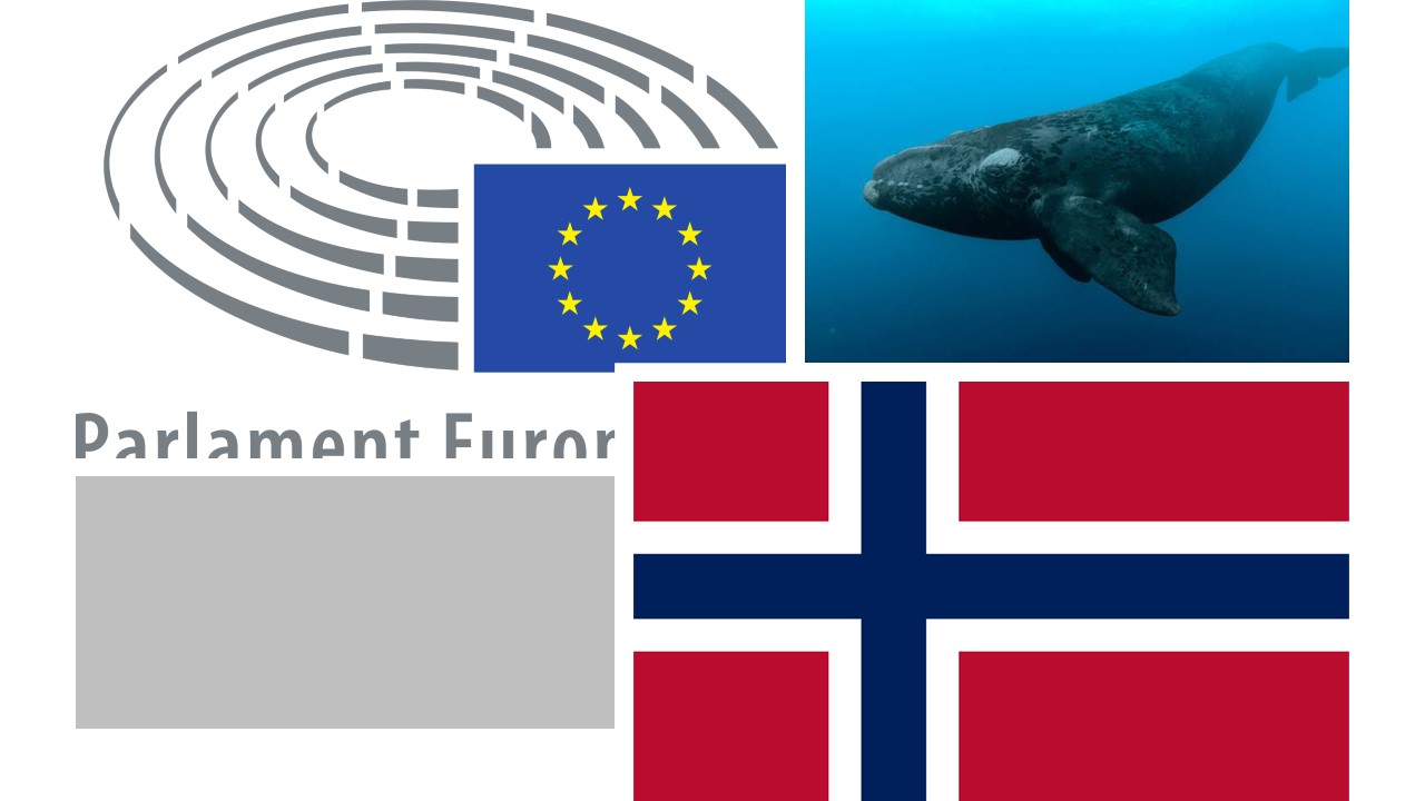 Polowania na wieloryby w Norwegii. Rezolucja Parlamentu Europejskiego z dnia 12 września 2017 r. w sprawie polowań na wieloryby w Norwegii (2017/2712(RSP)) Polowania na wieloryby w Norwegii. Rezolucja Parlamentu Europejskiego z dnia 12 września 2017 r. w sprawie polowań na wieloryby w Norwegii (2017/2712(RSP))