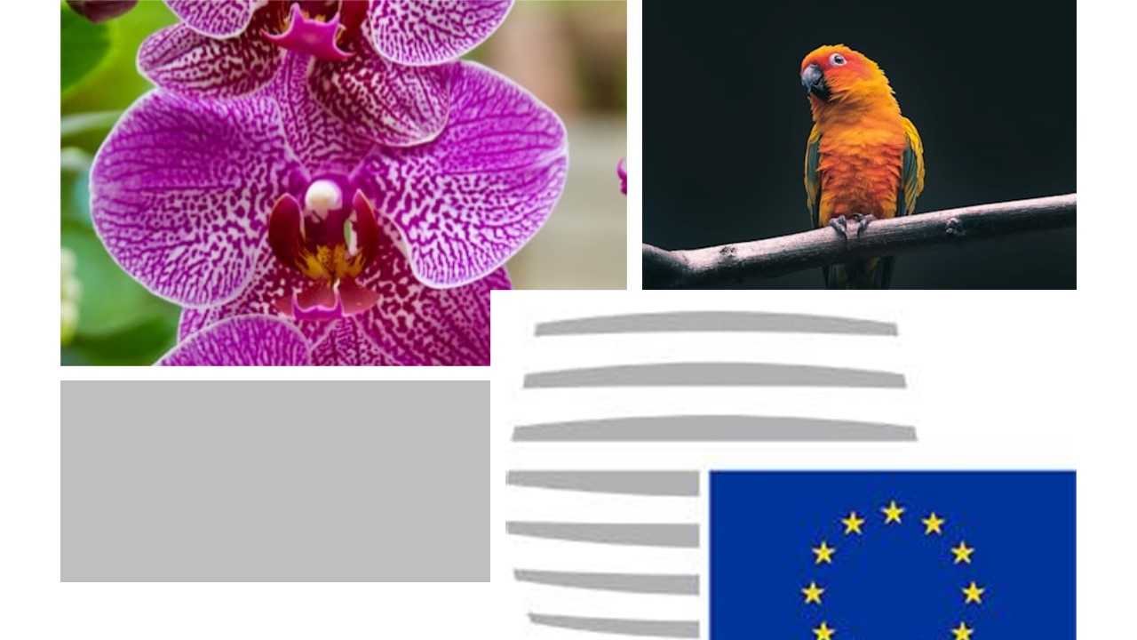Regulacja handlu dziką fauną i florą. Rozporządzenie UE w sprawie ochrony gatunków dzikiej fauny i flory w drodze regulacji handlu nimi z 1996 r. Wersja z 2023r