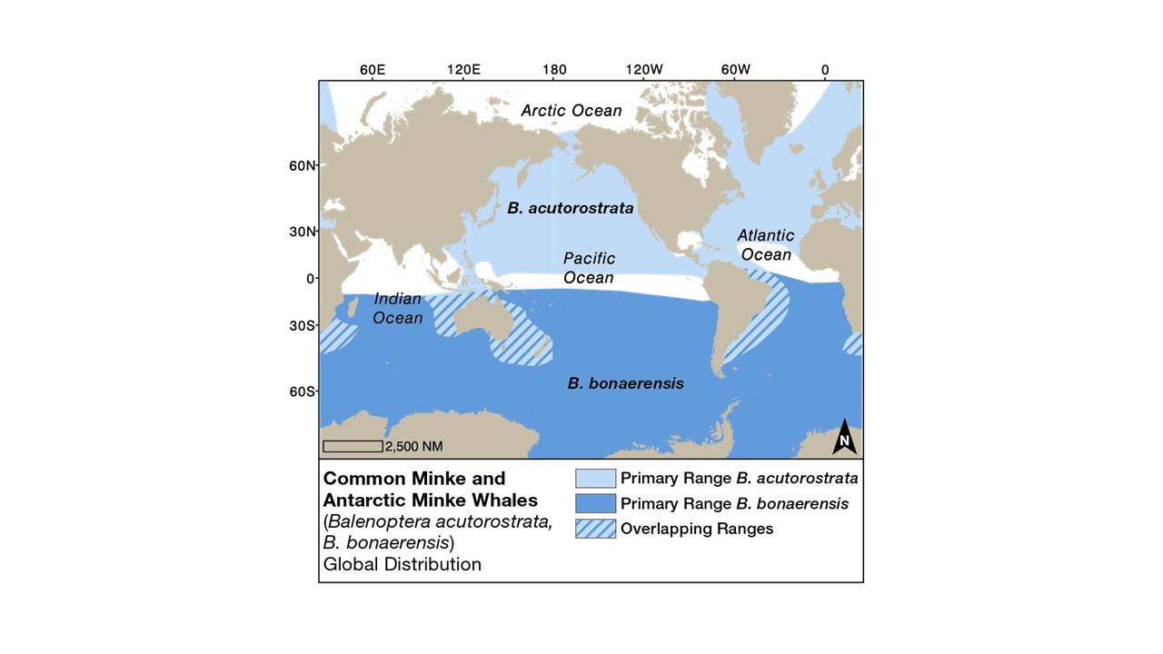 Minke whale global distribution. Adapted by Nina Lisowski from Würsig,B., Thewissen, J.G.M. and Kovacs, K.M. Editors (2018) "Encyclopedia of Marine Mammals", 3rd ed. Academic Press, Elsevier: San Diego. CA. Copyright Elsevier: http://www.elsevier.com żródło: https://wwhandbook.iwc.int/en/species/minke-whale