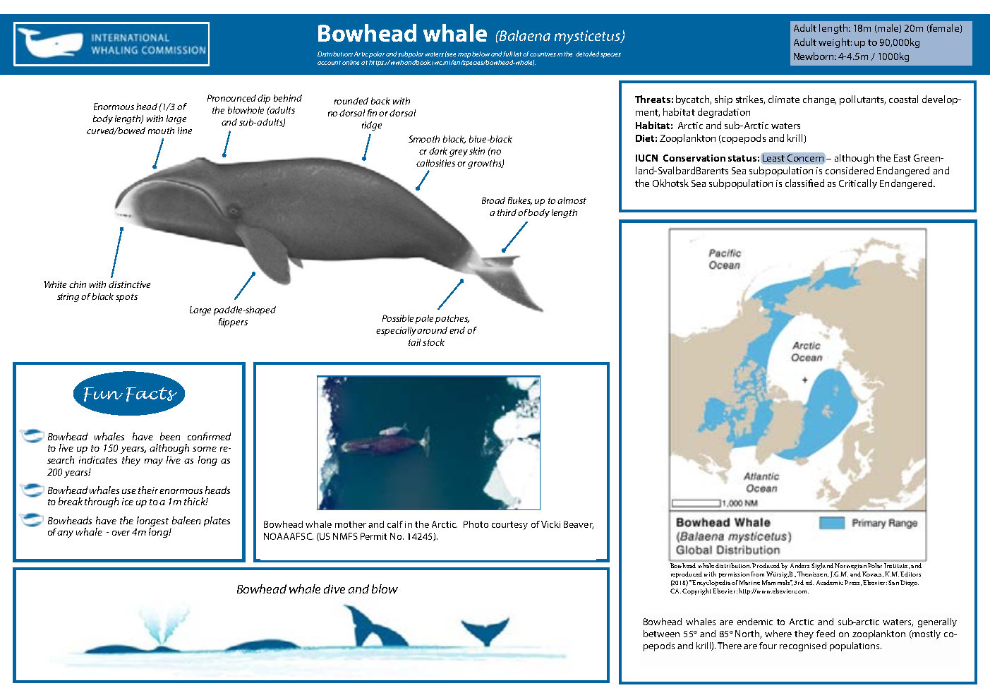 Dziobogłów/ Wal grenlandzki (Bowhead Balaena mysticetus) źródło: https://wwhandbook.iwc.int/en/species/bowhead-whale