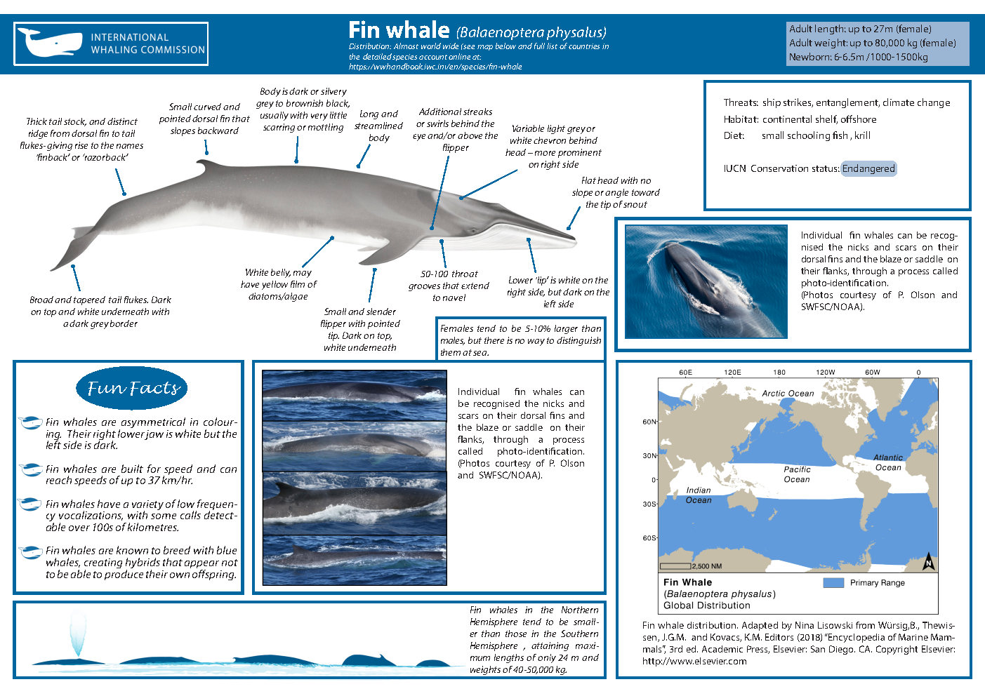 Płetwal zwyczajny (finwal; Balaenoptera physalus): źródło: https://wwhandbook.iwc.int/en/species/fin-whale