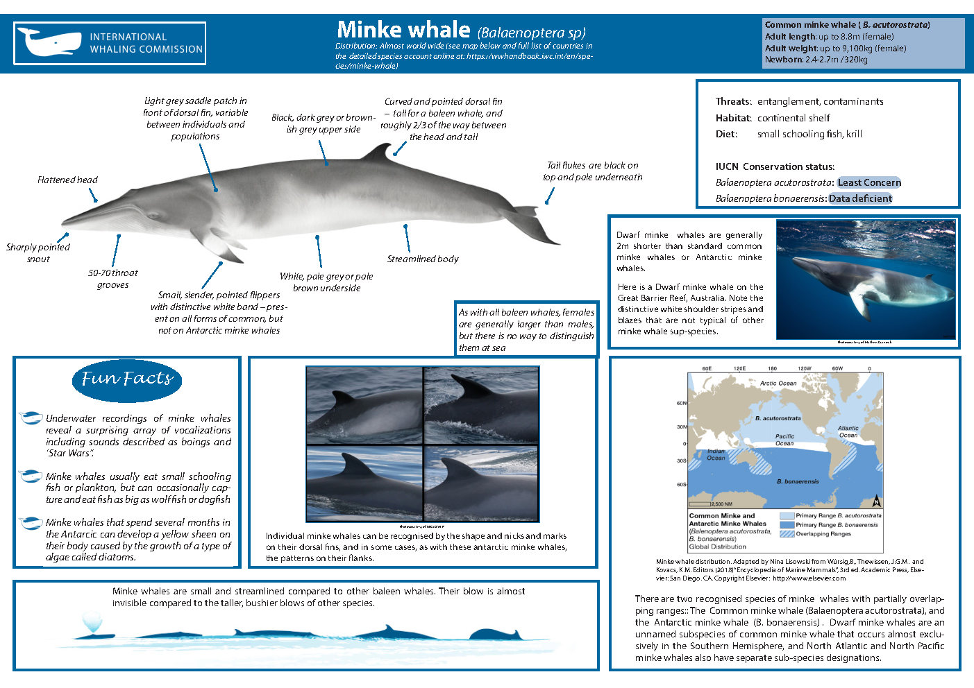 Wieloryb minke (Płetwal karłowaty) źródło: https://wwhandbook.iwc.int/en/species/minke-whale