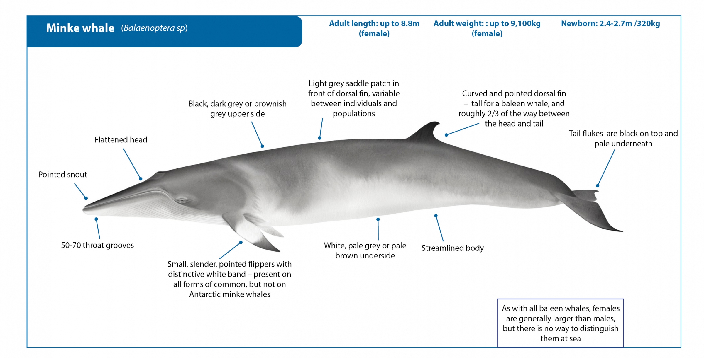Płetwal karłowaty (Minke Whale; Balaenoptera acutorostrata) źródło: https://iwc.int/about-whales/whale-species/minke-whale
