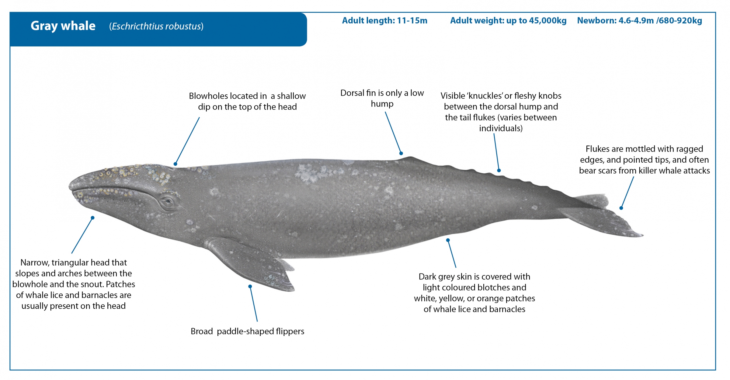 Pływacz szary (Gray whale; Eschricthtius robustus) żródło: https://iwc.int/about-whales/whale-species/gray-whale