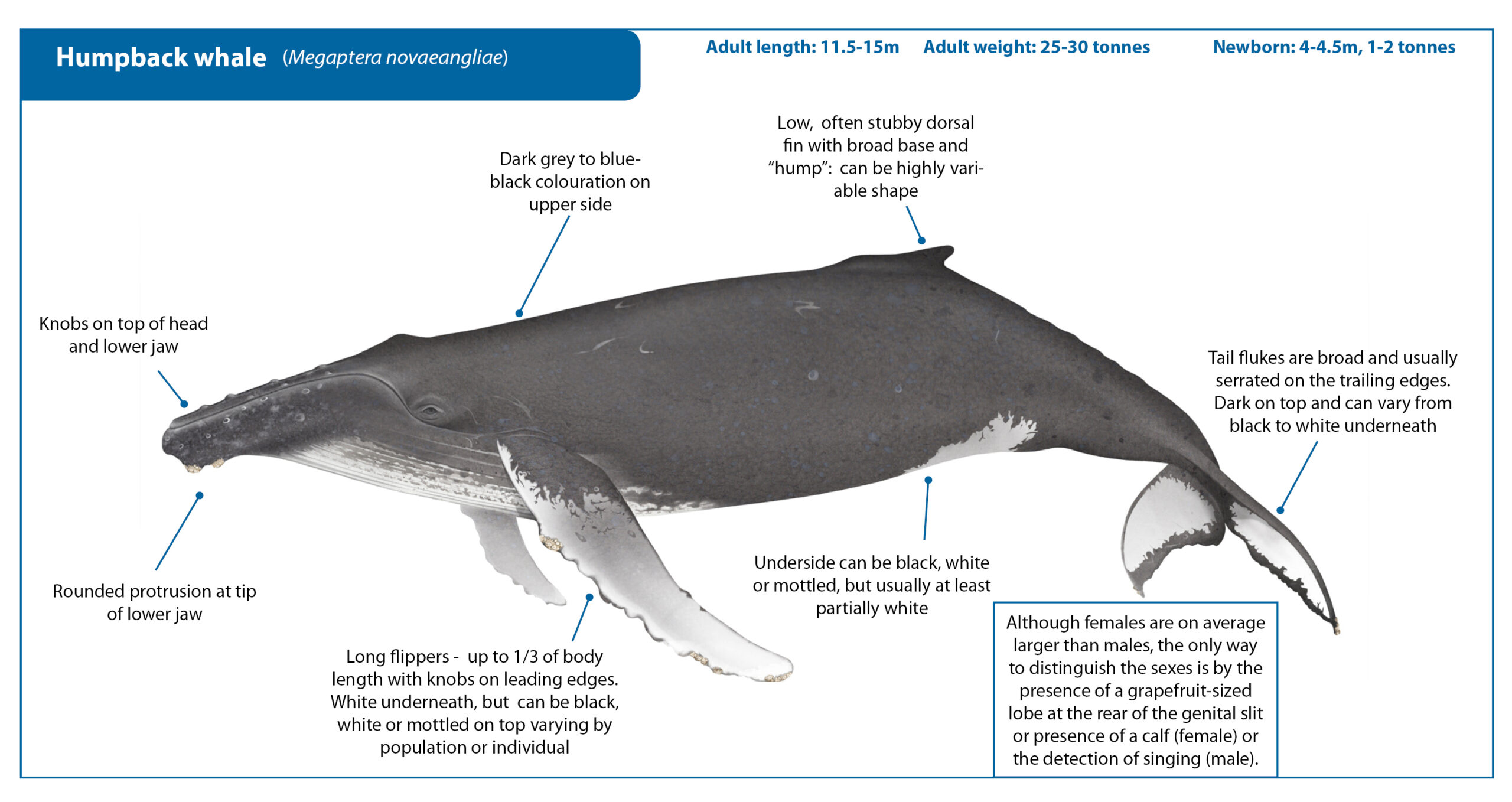 Długopłetwiec oceaniczny (Humbak Megaptera novaeangliae) źródło: https://wwhandbook.iwc.int/en/species/humpback-whale