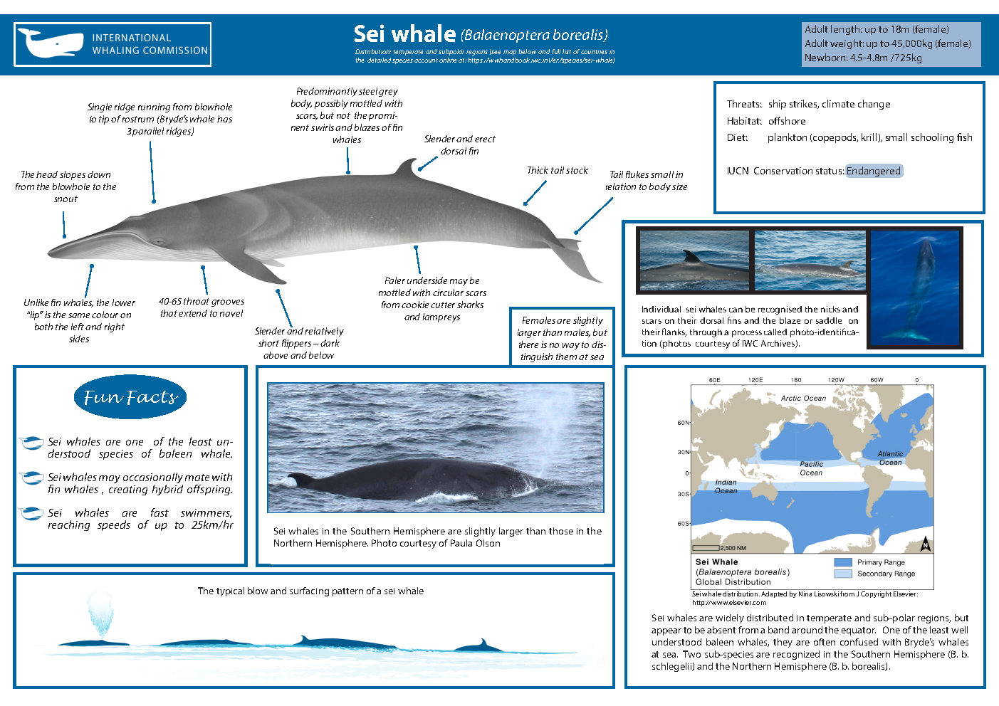 Płetwal czerniakowy (Sei whale, Balaenoptera borealis). źródło: https://wwhandbook.iwc.int/en/species/sei-whale