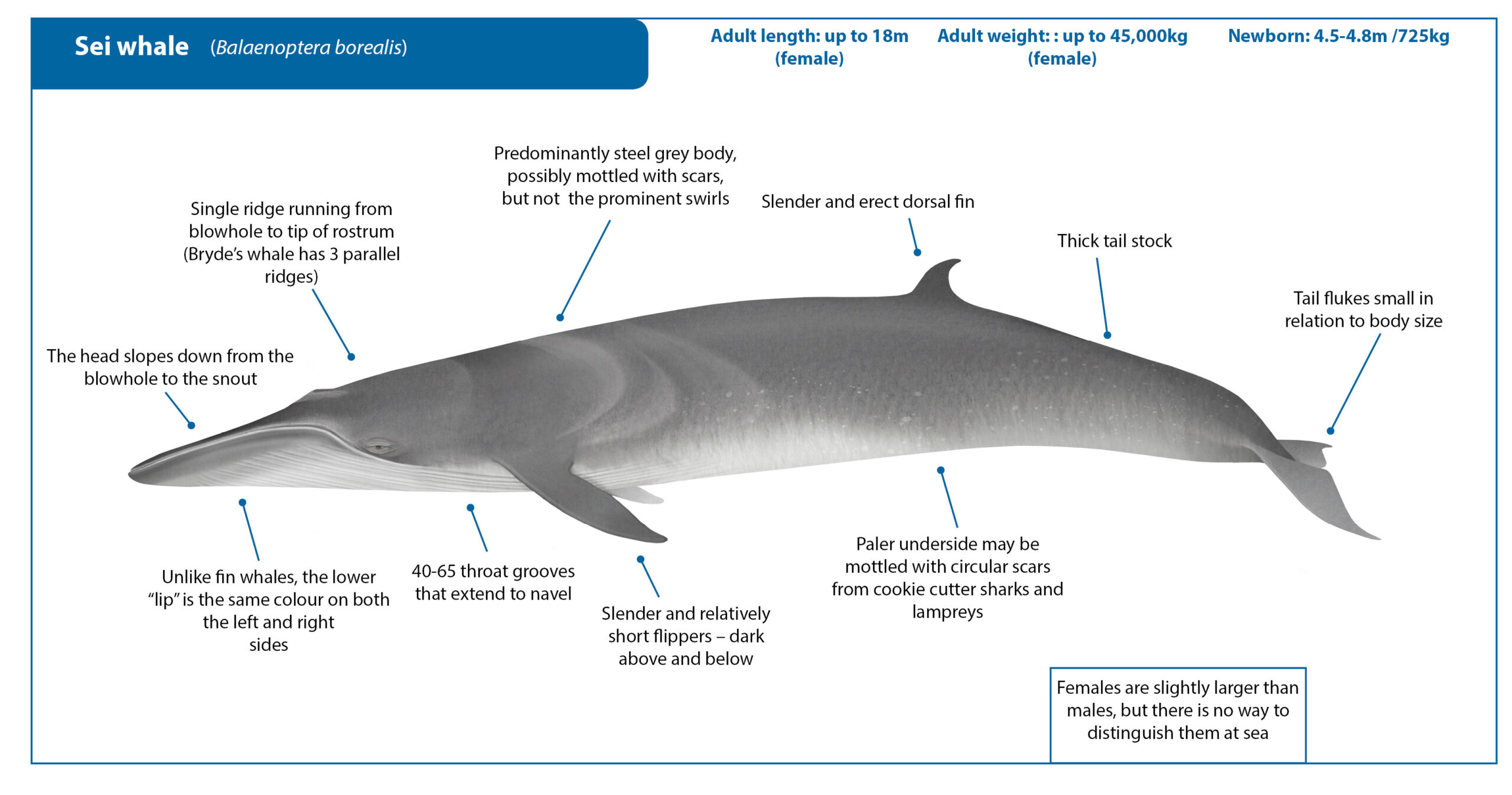 Płetwal czerniakowy (Sei whale, Balaenoptera borealis) źródło: https://wwhandbook.iwc.int/en/species/sei-whale