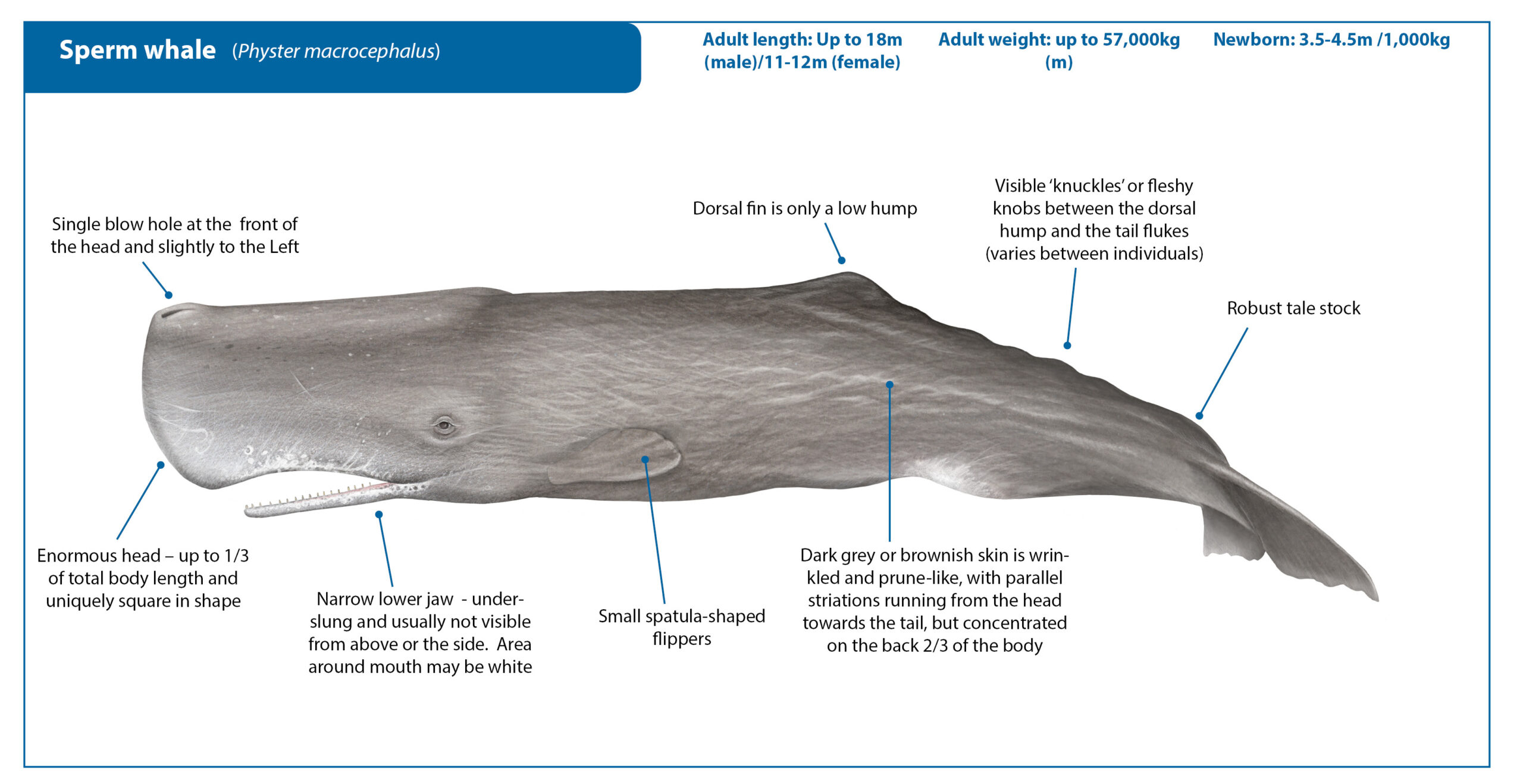 Kaszalot spermacetowy (Sperm whale) źródło: https://wwhandbook.iwc.int/en/species/sperm-whale