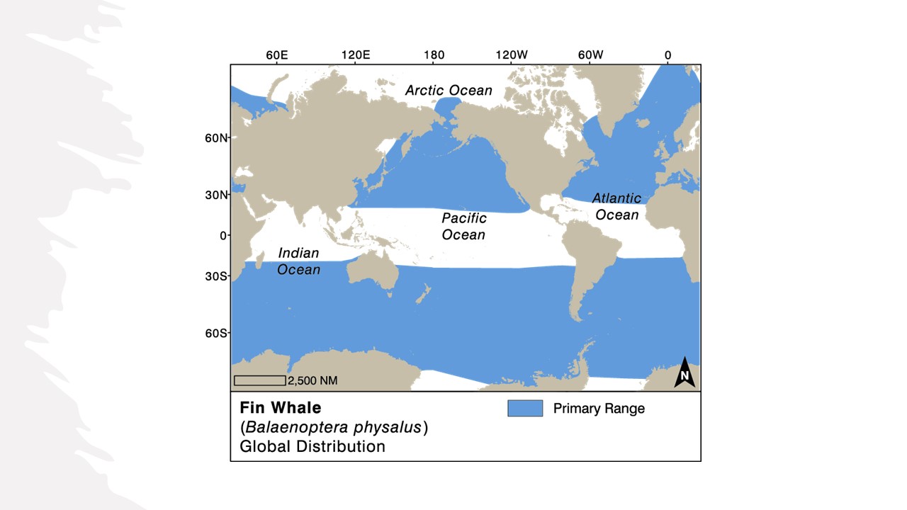Globalny zasięg płetwali finwalnych. Adaptacja: Nina Lisowski z Würsig,B., Thewissen, JGM i Kovacs, KM Editors (2018) „Encyclopedia of Marine Mammals”, 3. wyd. Academic Press, Elsevier: San Diego. CA. Copyright Elsevier: http://www.elsevier.com źródło: https://wwhandbook.iwc.int/en/species/fin-whale