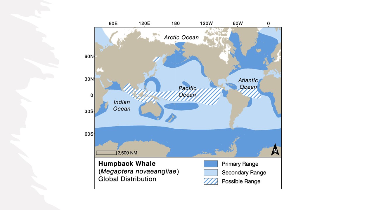 Globalny zasięg humbaków. Adaptacja: Nina Lisowski z Jefferson, TA, Webber, MA i Pitman, RL (2015). „Marine Mammals of the World: A Comprehensive Guide to Their Identification”, 2. wyd. Elsevier, San Diego, CA. Prawa autorskie Elsevier: http://www.elsevier.com źródło: https://wwhandbook.iwc.int/en/species/humpback-whale