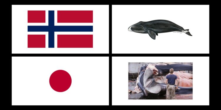 Wieloryb na stole czyli barbarzyńskie praktyki. Mordy w imię podniebienia i chciwości.