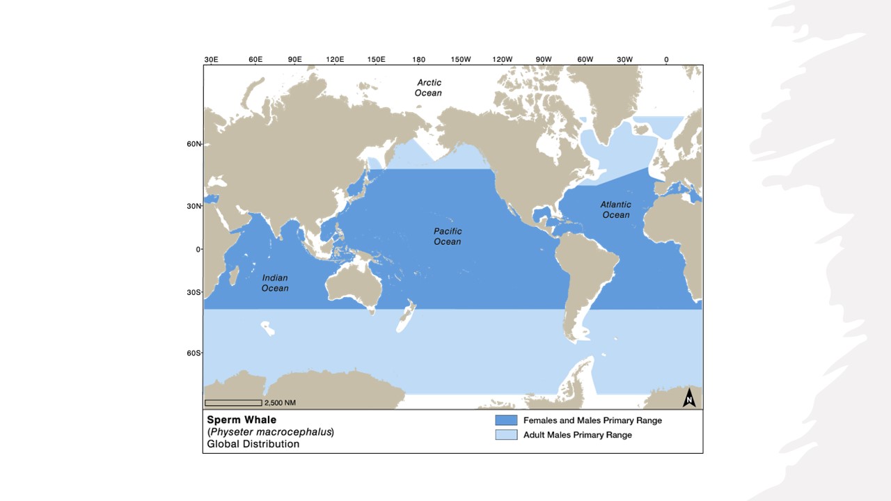 Globalny zasięg kaszalota. Adaptacja: Nina Lisowski z Würsig,B., Thewissen, JGM i Kovacs, KM Editors (2018) „Encyclopedia of Marine Mammals”, 3. wyd. Academic Press, Elsevier: San Diego. CA. Copyright Elsevier: http://www.elsevier.com źródło: https://wwhandbook.iwc.int/en/species/sperm-whale