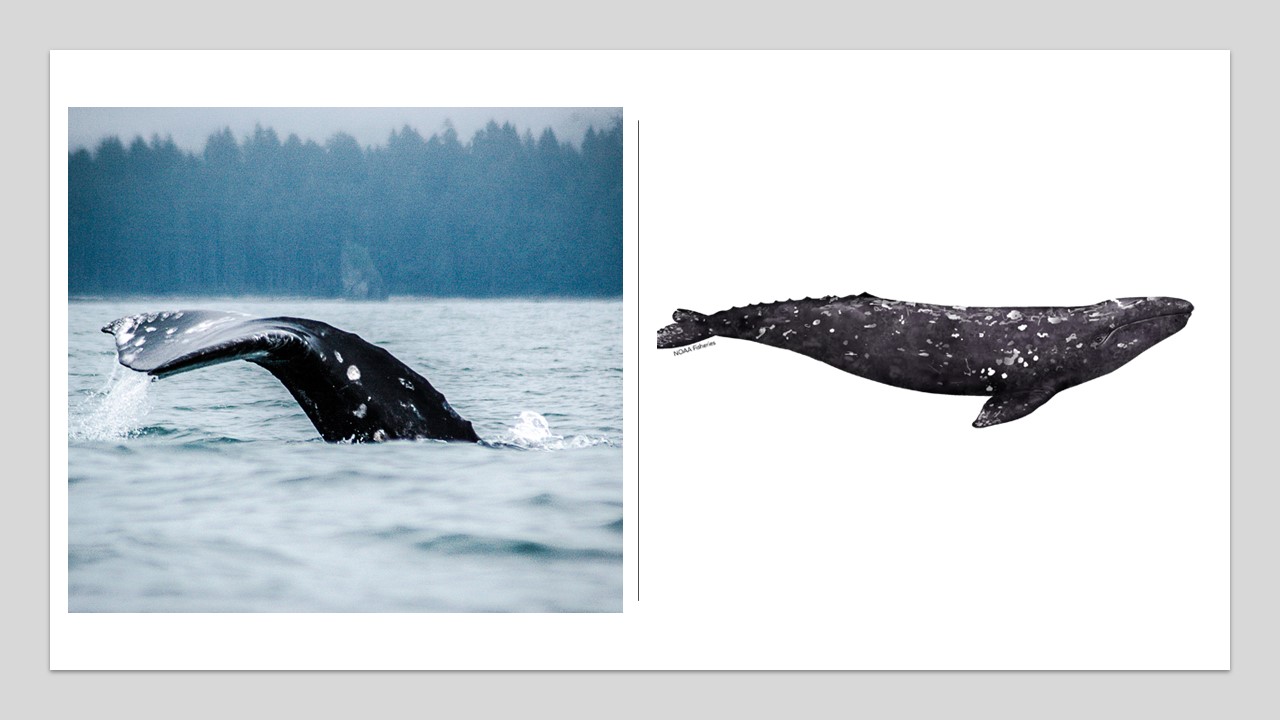 Pływacz szary (Gray whale; Eschricthtius robustus)./ Szara wielorybica i jej cielę migrują na północ wzdłuż wybrzeża Kalifornii w drodze na letnie żerowiska w Arktyce. Źródło: NOAA Fisheries