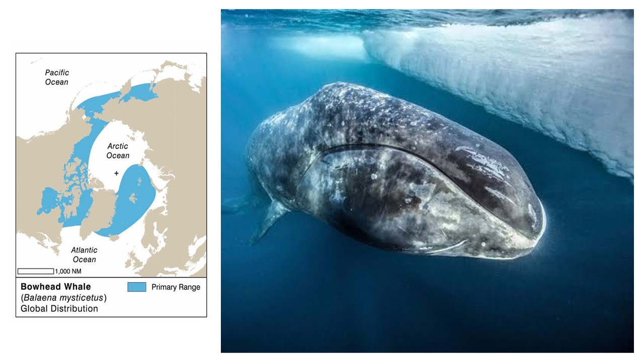 Dystrybucja wieloryba grenlandzkiego. Wyprodukowane przez Anders Siglund Norwegian Polar Institute i reprodukowane za zgodą Würsig,B., Thewissen, JGM i Kovacs, KM Editors (2018) „Encyclopedia of Marine Mammals”, 3. wyd. Academic Press, Elsevier: San Diego. CA. Copyright Elsevier: http://www.elsevier.com / źródło: https://wwhandbook.iwc.int/en/species/bowhead-whale