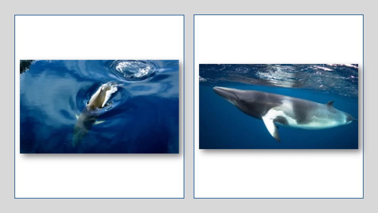 Wieloryb minke (Płetwal karłowaty). źródło: https://iwc.int/about-whales/whale-species/minke-whale. Pierwsze zdjęcie: Wieloryb minke na Antarktydzie. Zdjęcie dzięki uprzejmości Fabiana Rittera. Drugie: Karłowaty płetwal karłowaty na Wielkiej Rafie 