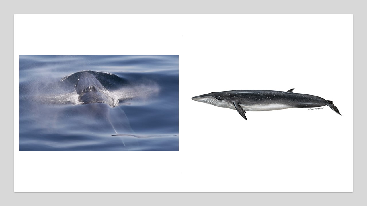 Płetwal Bryde’a (Bryde's whale Balaenoptera edeni).. Matka i cielę wieloryba sei. Źródło: Rybołówstwo NOAA