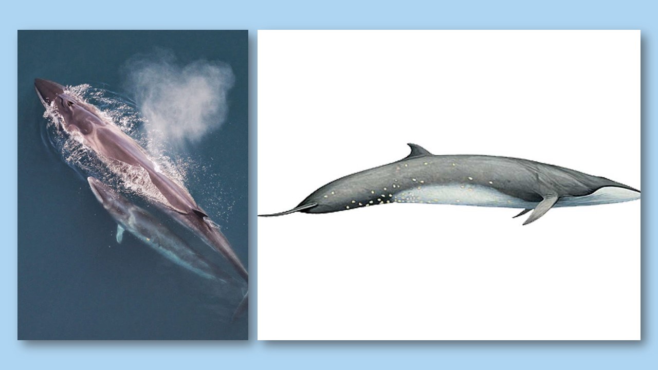 Płetwal czerniakowy (Sei whale, Balaenoptera borealis). I zdjęcie: Matka i cielę wieloryba sei. Źródło: Rybołówstwo NOAA
