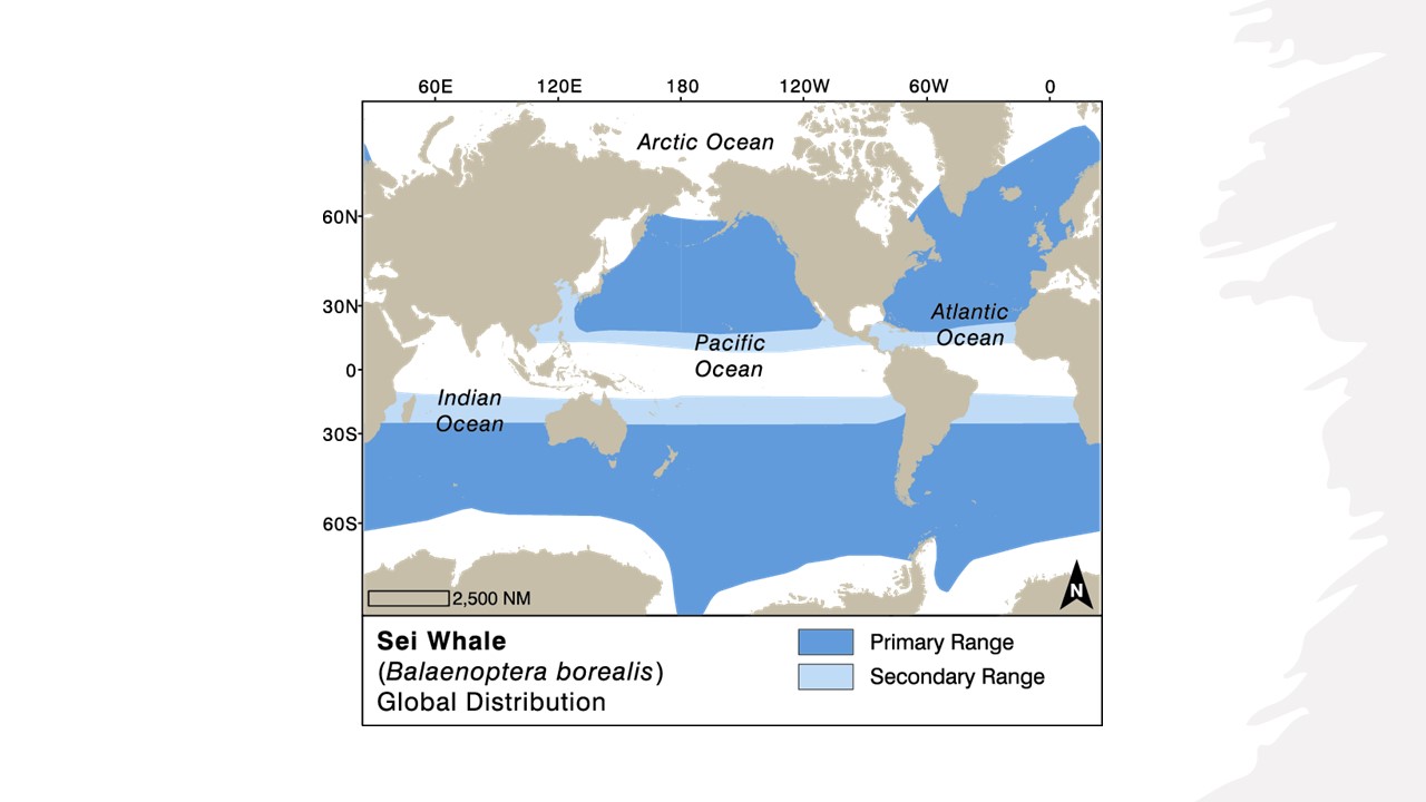 Płetwal czerniakowy (Sei whale, Balaenoptera borealis). źródło: https://wwhandbook.iwc.int/en/species/sei-whale