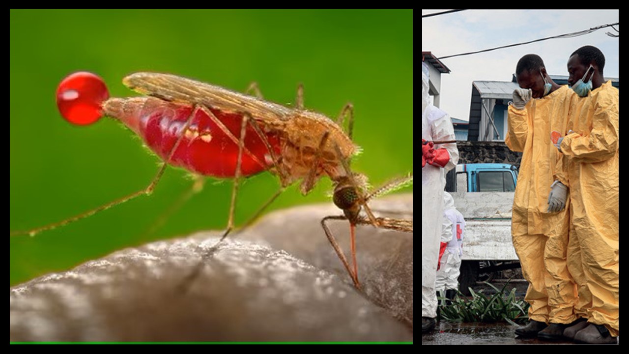Malaria to choroba zakaźna przenoszona przez komary , która atakuje kręgowce i komary Anopheles. Wpływ zmian klimatu na zdrowie. Malaria to choroba zakaźna przenoszona przez komary , która atakuje kręgowce i komary Anopheles. Wpływ zmian klimatu na zdrowie..
