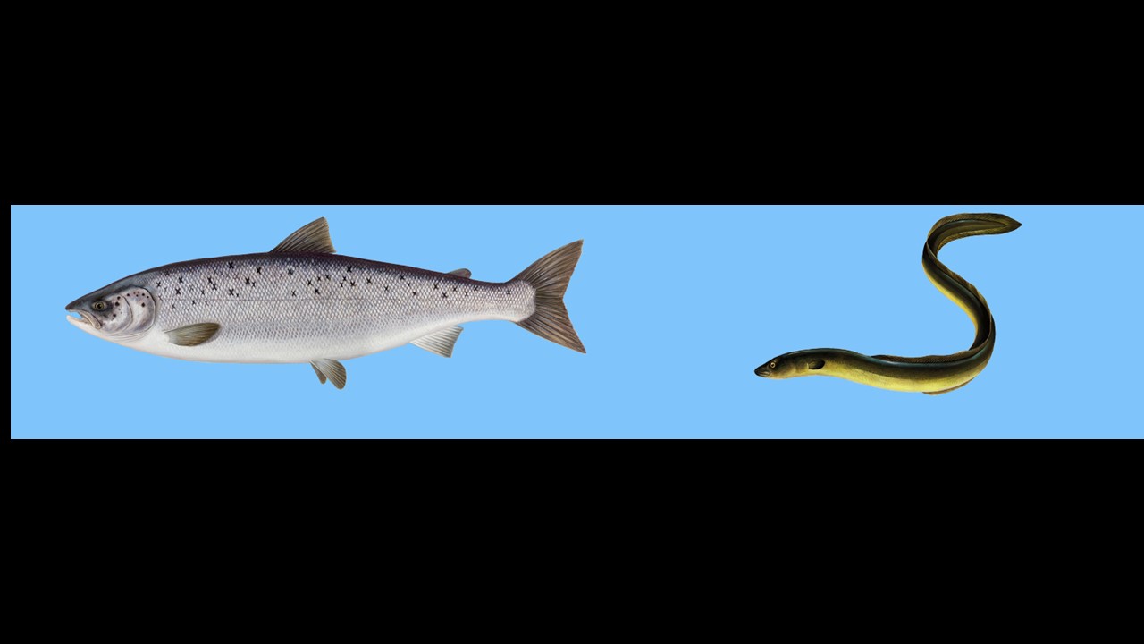 Zapory zagrażają wędrownym rybom. Na zdjęciach : Łosoś atlantycki; Węgorz europejski źródło: WWF Zapory zagrażają wędrownym rybom. Na zdjęciach : Łosoś atlantycki; Węgorz europejski źródło: WWF