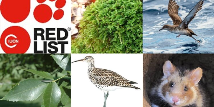 Europejska Czerwona Lista. Krytycznie zagrożone gatunki występujące w Polsce stan na 8 marca 2025 r.