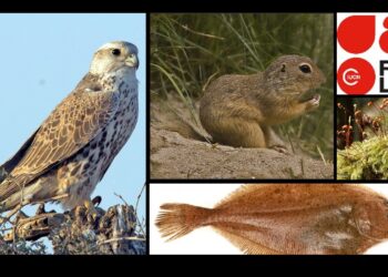 Europejska Czerwona Lista. Lista gatunków zagrożonych w Polsce. Stan na 11 marca 2025 r.