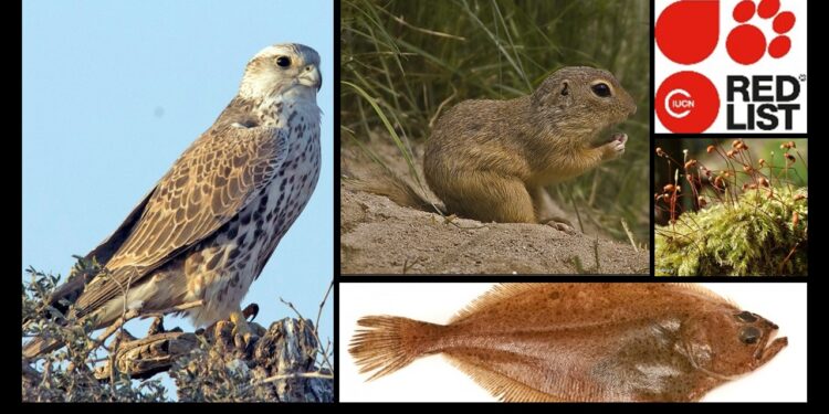 Europejska Czerwona Lista. Lista gatunków zagrożonych w Polsce. Stan na 11 marca 2025 r.