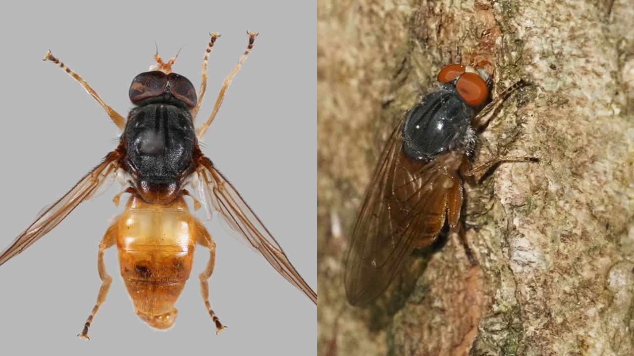 Nakwiecień kniejak. Woudsapzweefvlieg (Brachyopa grunewaldensis). Europejska Czerwona Lista. Lista gatunków zagrożonych w Polsce. Owady. Stan na 13 marca 2025 r. Zagrożona bioróżnorodność, zagrożone życie Europy i Świata. Część. 3