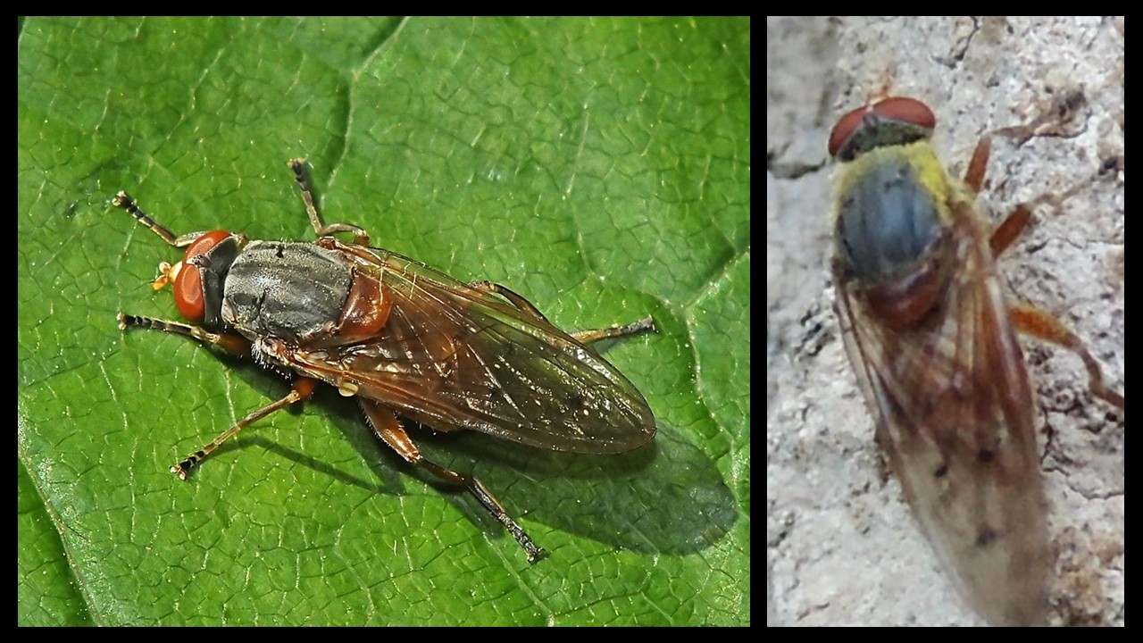 Nakwiecień plamkoskrzydły. Foltosszárnyú Fanedvlégy (Brachyopa maculipennis). .. . Europejska Czerwona Lista. Lista gatunków zagrożonych w Polsce. Europejska Czerwona Lista. Lista gatunków zagrożonych w Polsce. Owady, grzyby, małże, ślimaki. Stan na 15 marca 2025 r