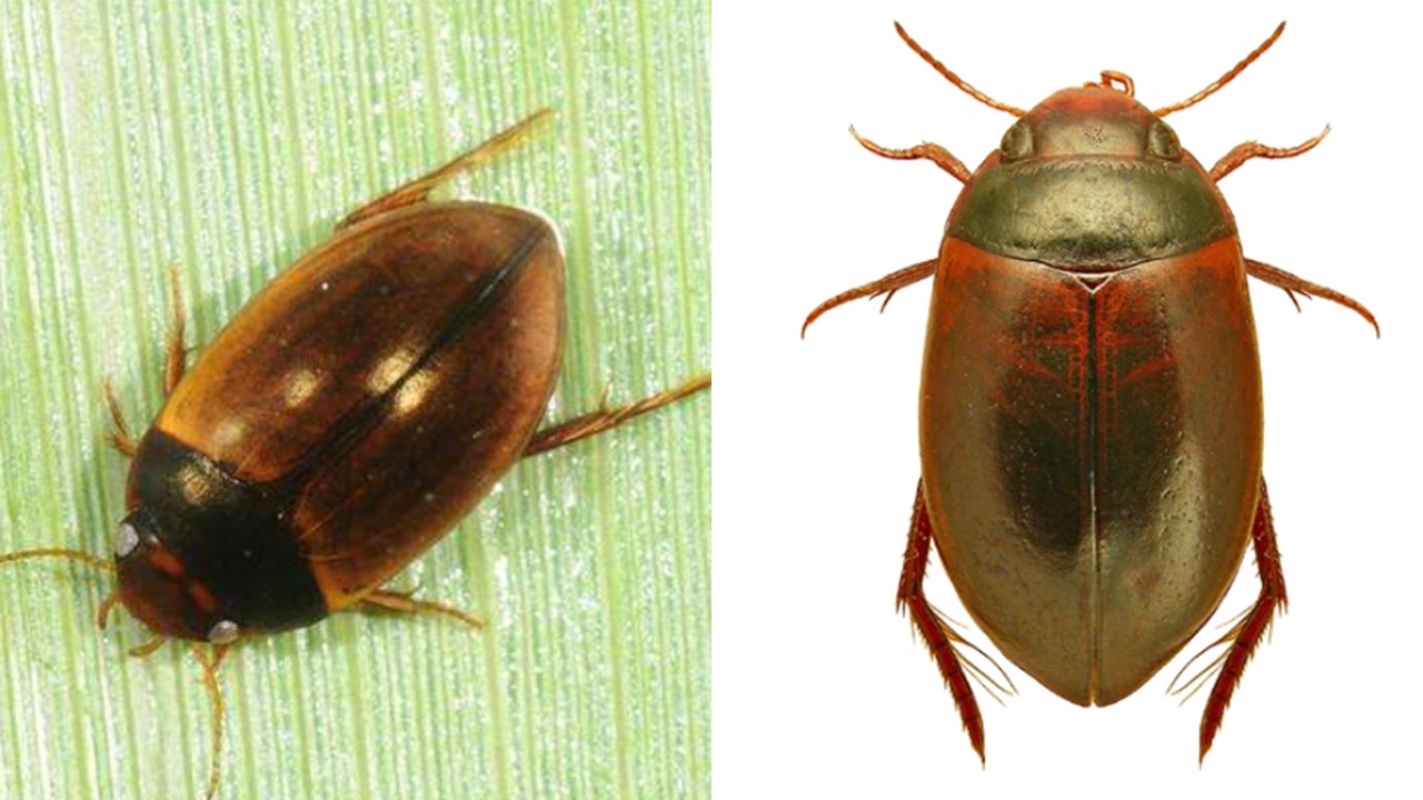 Shielded Agabus Beetle (Agabus clypealis). Europejska Czerwona Lista. Europejska Czerwona Lista. Lista gatunków zagrożonych w Polsce. Europejska Czerwona Lista. Lista gatunków zagrożonych w Polsce. Owady, grzyby, małże, ślimaki. Stan na 15 marca 2025 r