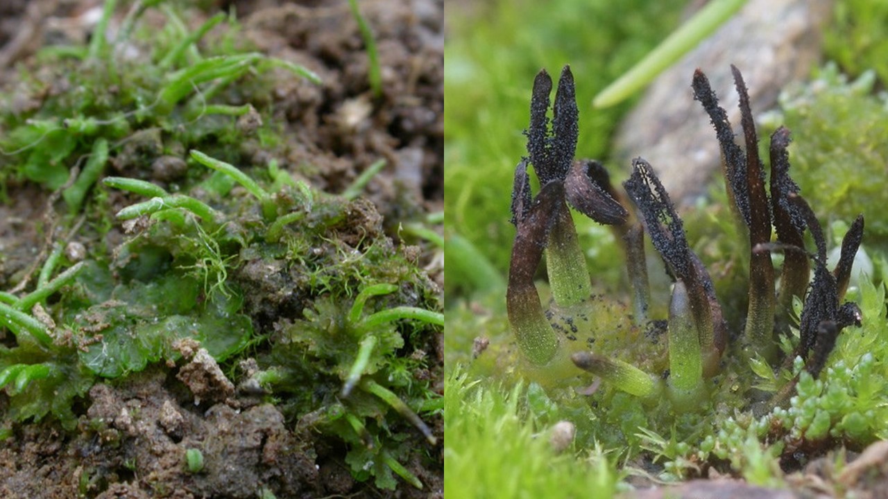 Nees’ Hornwort (Anthoceros neesii). Europejska Czerwona Lista. Lista gatunków zagrożonych w Polsce. Ptaki. Stan na 9 marca 2025 r.