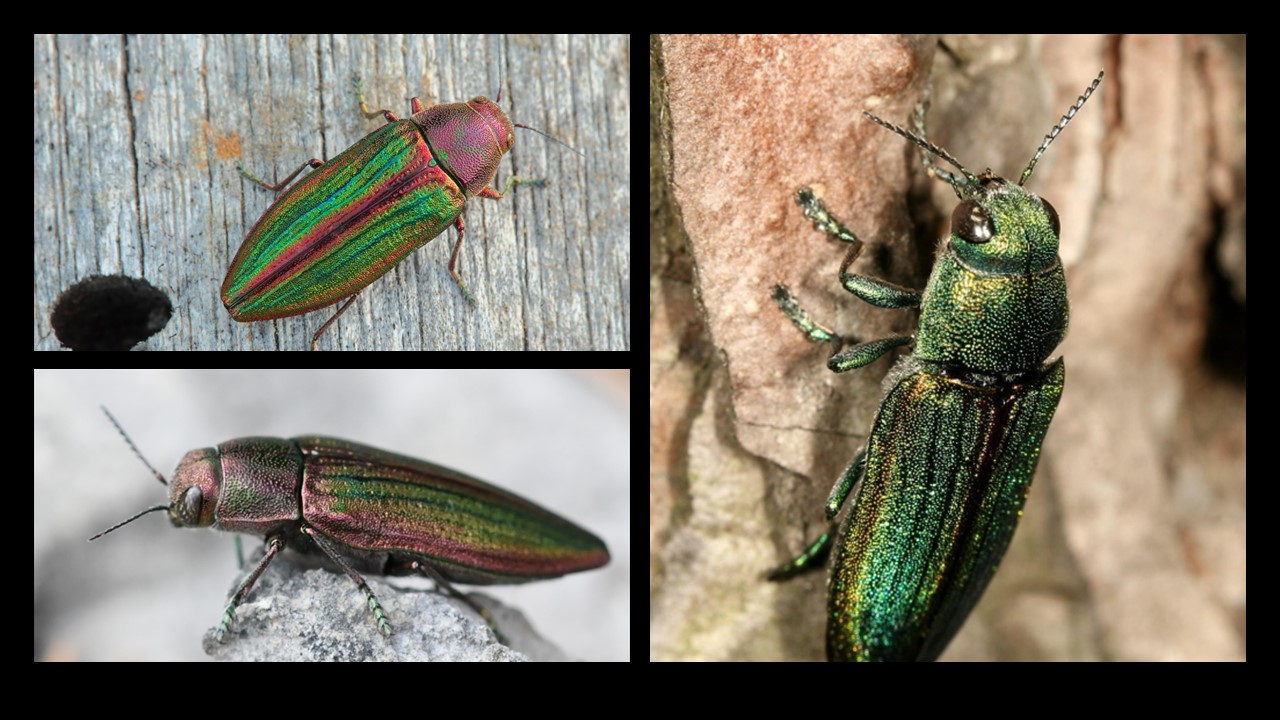Bogatek wspaniały. (Buprestis splendens). Europejska Czerwona Lista. Europejska Czerwona Lista. Lista gatunków zagrożonych w Polsce. Owady, Grzyby, Małże, Ślimaki.Stan na 15 marca 2025 r. Zagrożona bioróżnorodność, zagrożone życie Europy i Świata. Część. 3