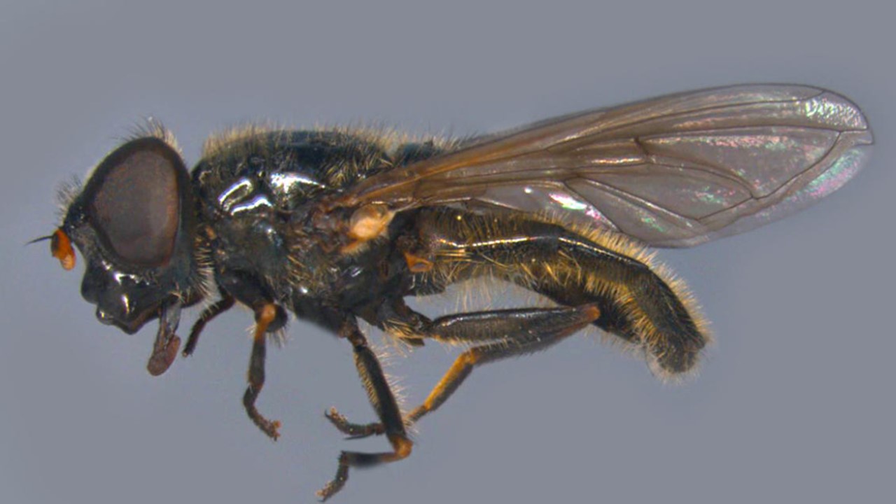 Cheilosia hercyniae Europejska Czerwona Lista. Europejska Czerwona Lista. Lista gatunków zagrożonych w Polsce. Owady, grzyby, małże, ślimaki. Stan na 15 marca 2025 r